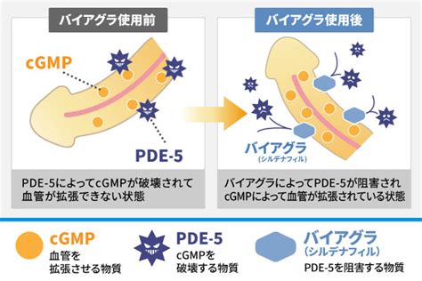 バイアグラ 気持ちいい|バイアグラ（シルデナフィル）を飲んでみた方へ効果。